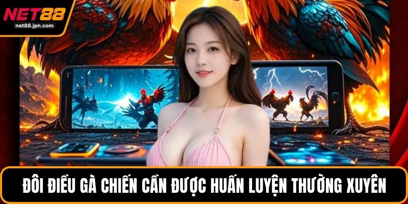 Đôi điều gà chiến cần được huấn luyện thường xuyên